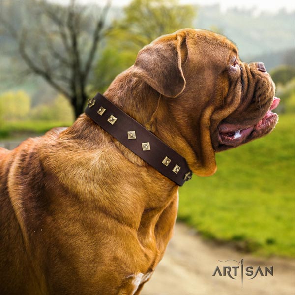Dogue de Bordeaux incredible full grain genuine leather collar for fancy walking