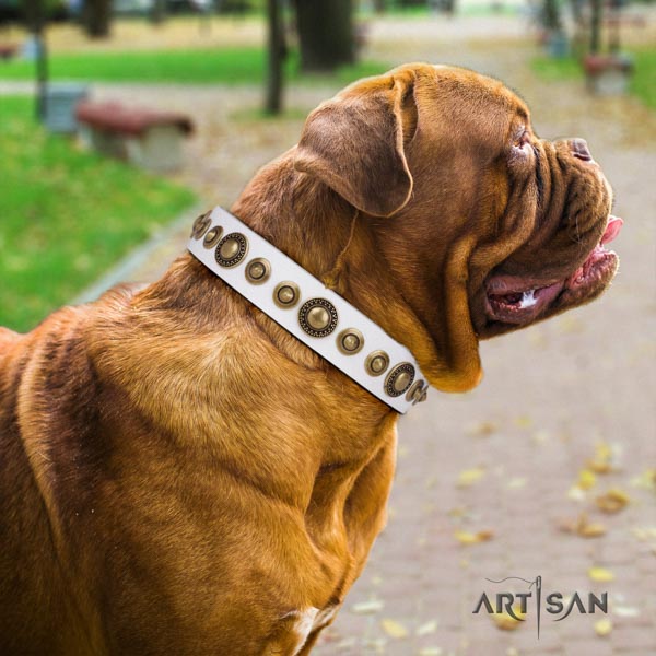 Dogue de Bordeaux studded full grain natural leather collar with corrosion proof traditional buckle