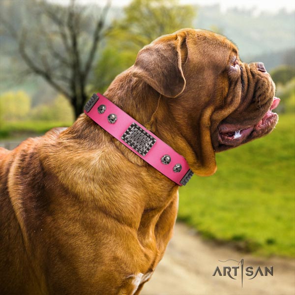 Dogue de Bordeaux fashionable leather collar for basic training