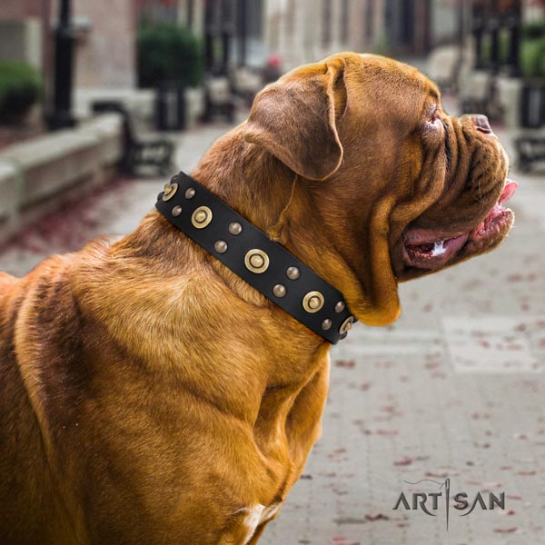 Dogue de Bordeaux incredible full grain genuine leather collar for easy wearing