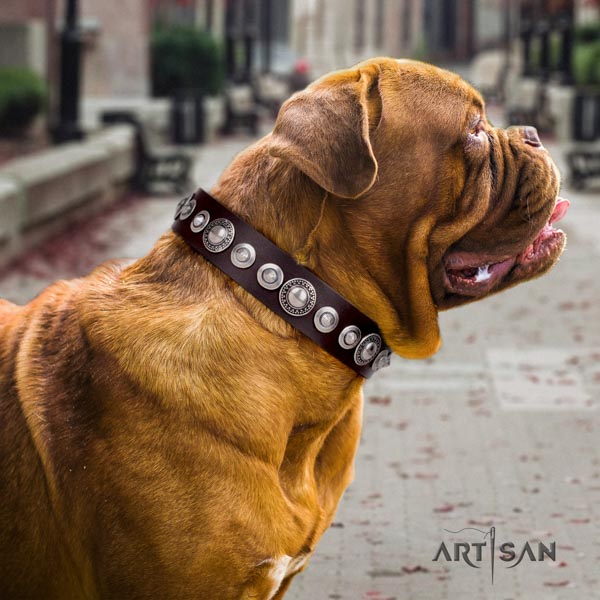 Dogue de Bordeaux studded leather collar with rust resistant buckle