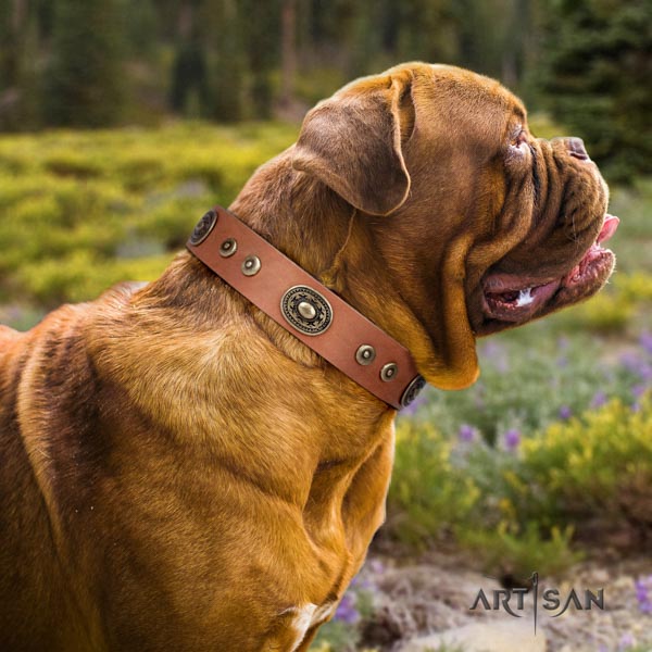 Dogue de Bordeaux embellished full grain leather collar with durable traditional buckle