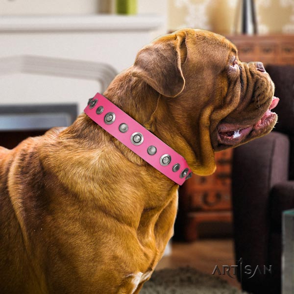 Dogue de Bordeaux remarkable full grain leather collar for everyday walking