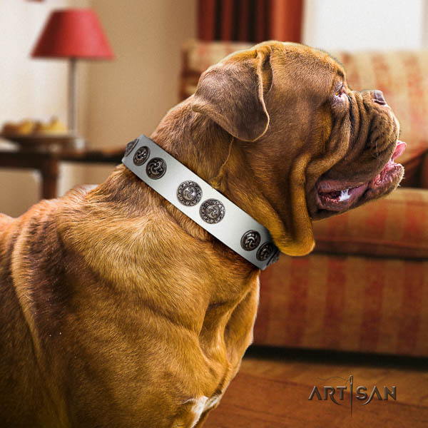 Dogue de Bordeaux comfy wearing dog collar of remarkable quality natural leather