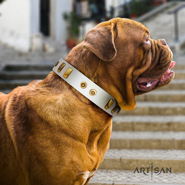 Dogue de Bordeaux comfy wearing dog collar of soft natural leather