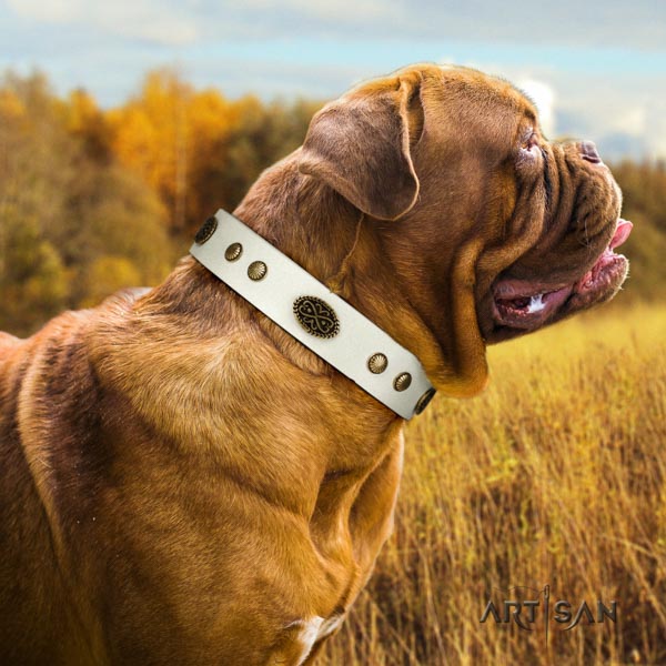 Dogue de Bordeaux trendy full grain genuine leather collar for walking