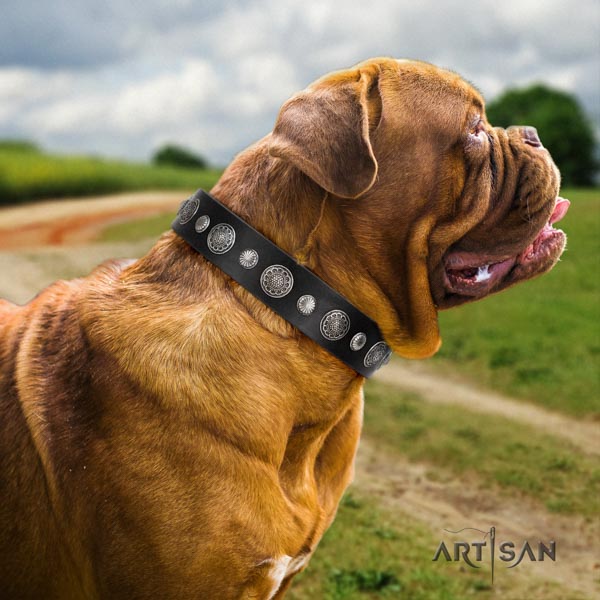 Dogue de Bordeaux amazing full grain natural leather collar for everyday use