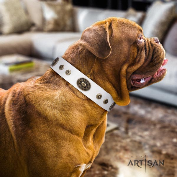 Dogue de Bordeaux studded natural genuine leather collar with reliable fittings