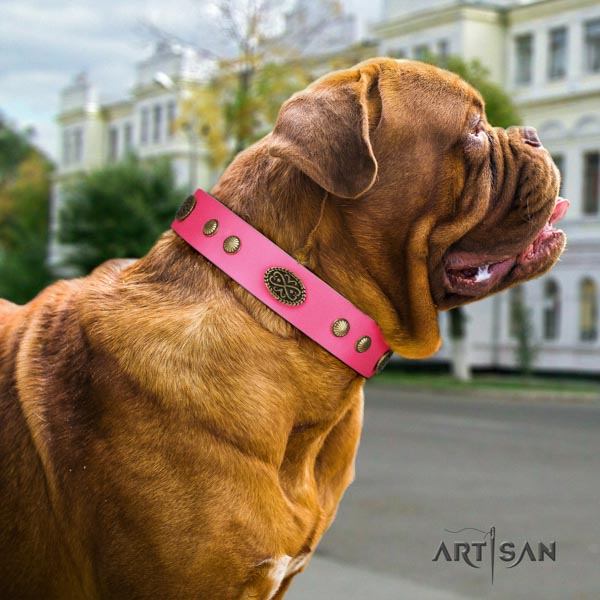 Dogue de Bordeaux incredible leather collar for everyday use