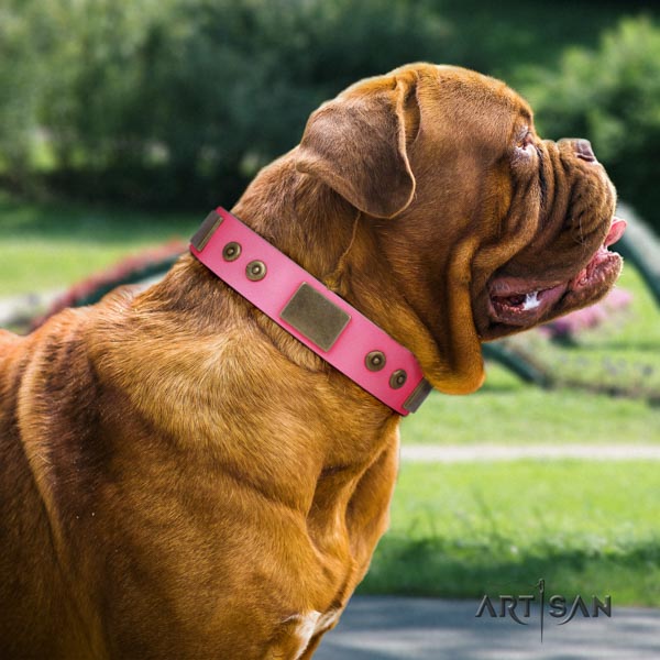 Dogue de Bordeaux exceptional full grain leather collar for walking