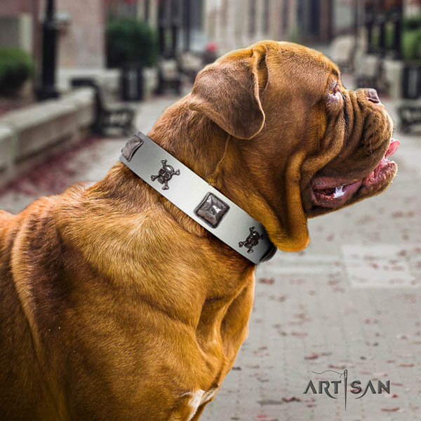 Dogue de Bordeaux comfy wearing dog collar of exquisite quality natural leather
