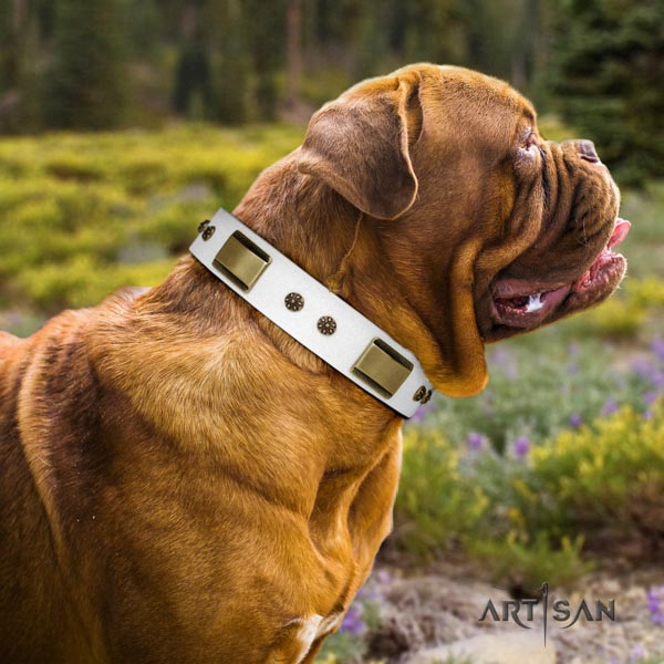Dogue de Bordeaux stunning leather collar for basic training