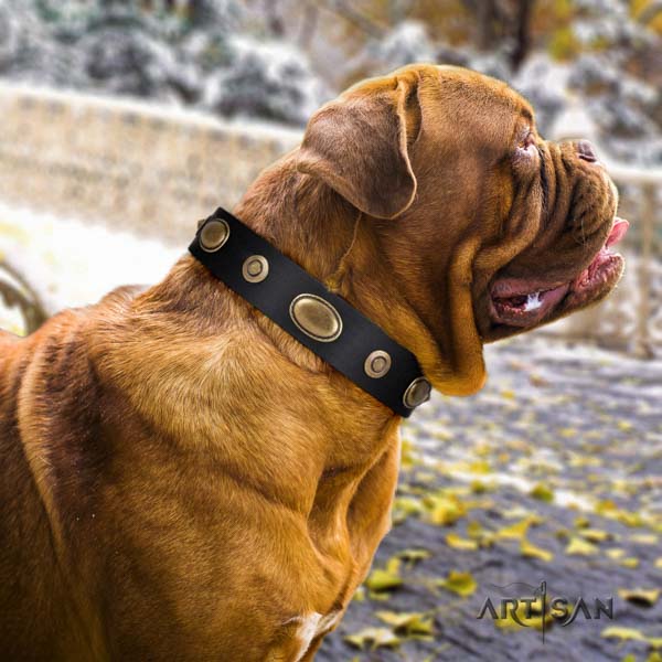 Dogue de Bordeaux exceptional full grain leather collar for everyday walking