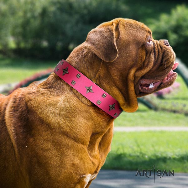 Dogue de Bordeaux stylish walking dog collar of best quality natural leather