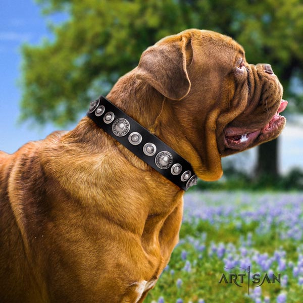 Dogue de Bordeaux studded full grain natural leather collar with rust resistant fittings