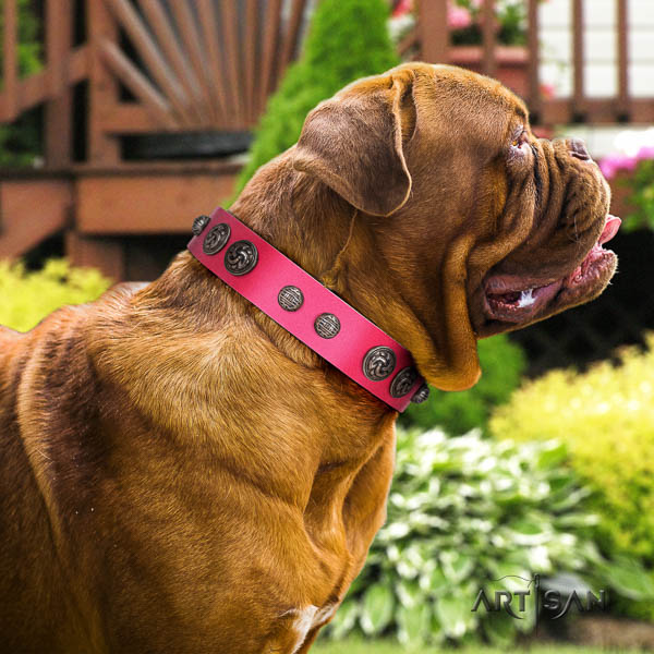 Dogue de Bordeaux dog collar of awesome quality genuine leather for stylish walking