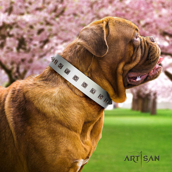 Dogue de Bordeaux amazing full grain natural leather dog collar