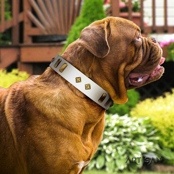 Dogue de Bordeaux everyday use dog collar of trendy natural leather
