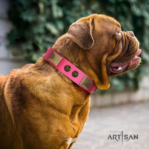 Dogue de Bordeaux stylish walking dog collar of significant quality genuine leather