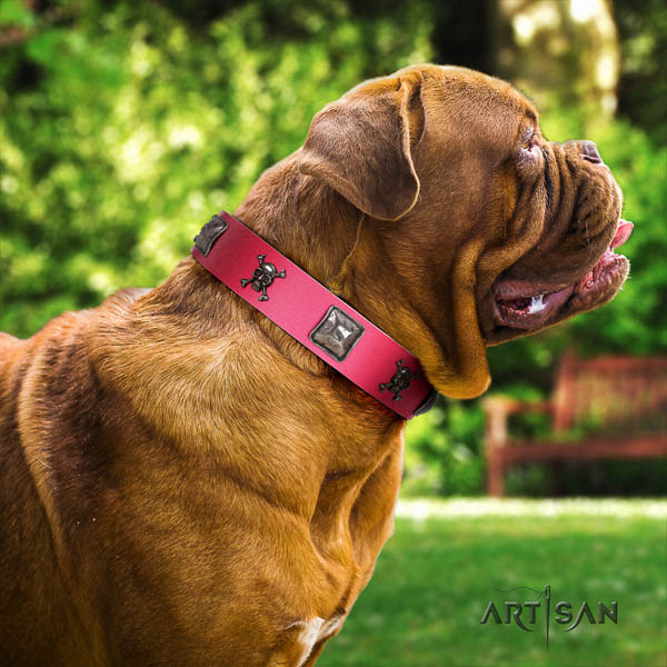 Dogue de Bordeaux daily walking dog collar of significant quality natural leather