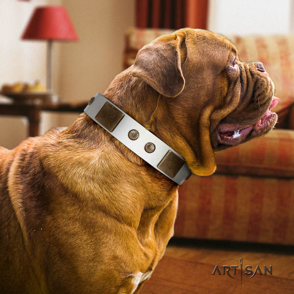 Dogue de Bordeaux comfy wearing dog collar of fine quality leather