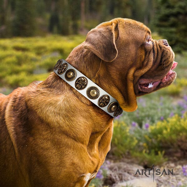 Dogue de Bordeaux comfortable wearing dog collar of designer natural leather