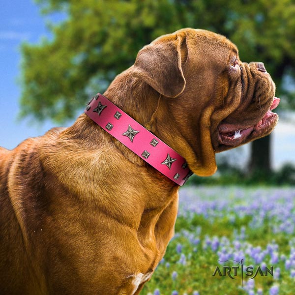 Dogue de Bordeaux comfortable wearing dog collar of top notch quality genuine leather
