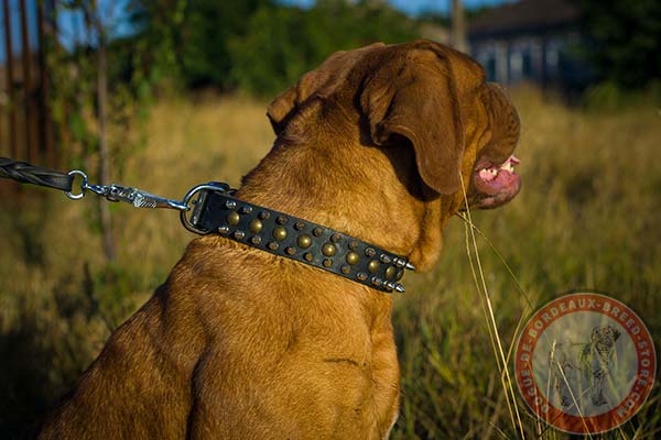 Dogue de Bordeaux black leather collar with durable studs for stylish walks