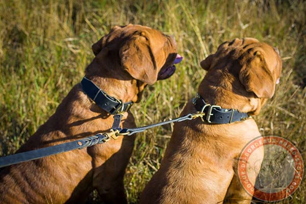 Dogue de Bordeaux black leather collar with rust-resistant hardware for quality control