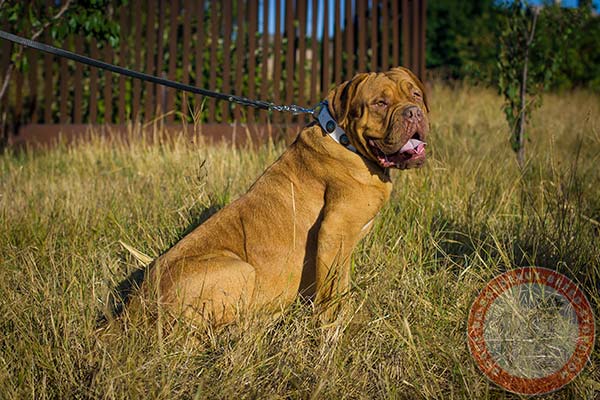 Dogue de Bordeaux white leather collar with non-corrosive nickel plated hardware for quality control