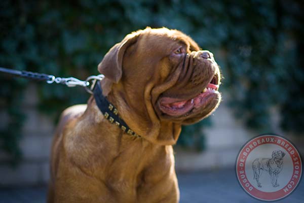 Dogue de Bordeaux black leather collar of high quality with d-ring for leash attachment for professional use