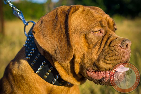 Dogue de Bordeaux black leather collar with strong nickel plated hardware for quality control