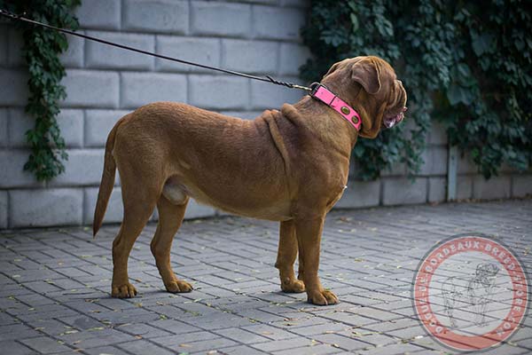 Dogue de Bordeaux pink leather collar with reliable brass plated fittings for quality control