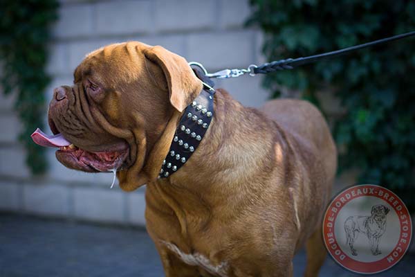 Dogue de Bordeaux black leather collar of genuine materials studded for daily walks