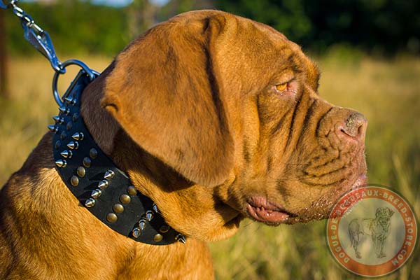 Dogue de Bordeaux black leather collar of genuine materials decorated with half-balls and spikes for stylish walks