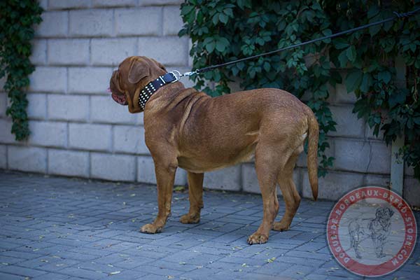 Dogue de Bordeaux black leather collar of lightweight material with traditional buckle for better comfort