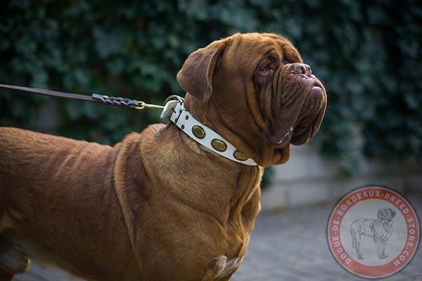 Dogue de Bordeaux white leather collar of high quality with traditional buckle for improved control
