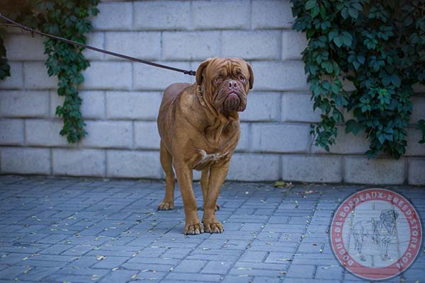 Dogue de Bordeaux brown leather collar of genuine materials with spikes set in row for stylish walks