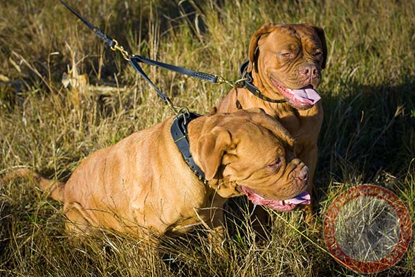 Dogue de Bordeaux leather collar with brass plates