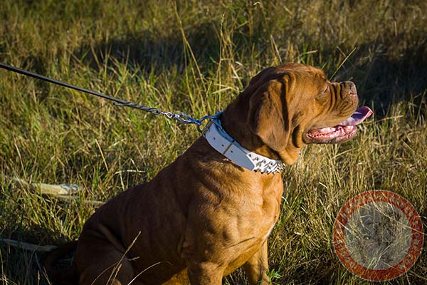 Dogue de Bordeaux white leather collar with duly riveted spikes for stylish walks