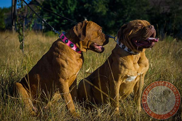 Dogue de Bordeaux white leather collar of lightweight material decorated with studs for stylish walks