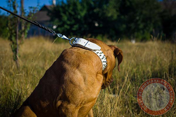 Dogue de Bordeaux white leather collar with rust-proof nickel plated hardware for basic training