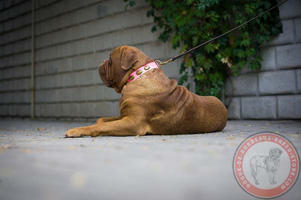 Dogue de Bordeaux pink leather collar of genuine materials decorated with plates for stylish walks