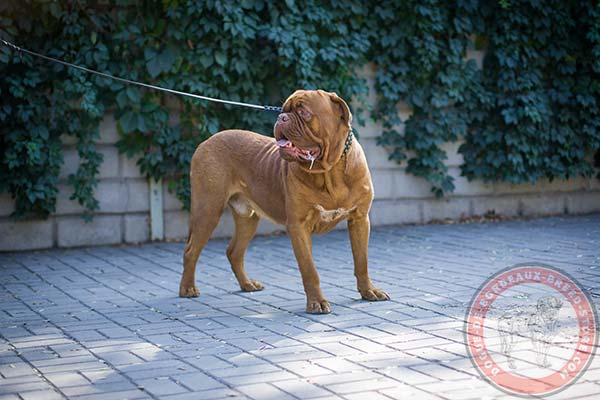 Dogue de Bordeaux black leather collar adjustable  with studs for better comfort