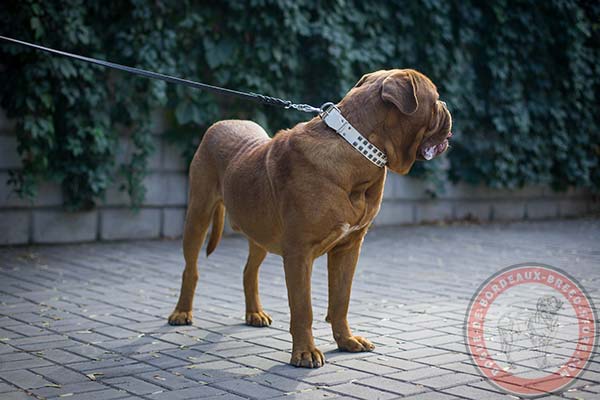 Dogue de Bordeaux white leather collar of classy design with studs for stylish walks
