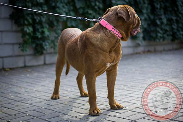 Dogue de Bordeaux pink leather collar painted studded for stylish walks