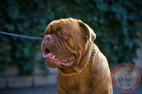 Dogue de Bordeaux black leather collar with strong quick release buckle for basic training