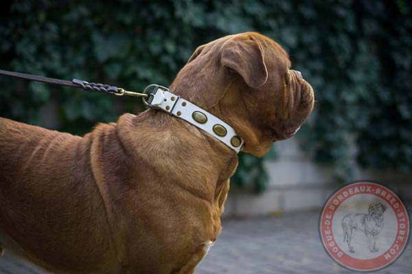 Dogue de Bordeaux white leather collar of classy design studded for stylish walks