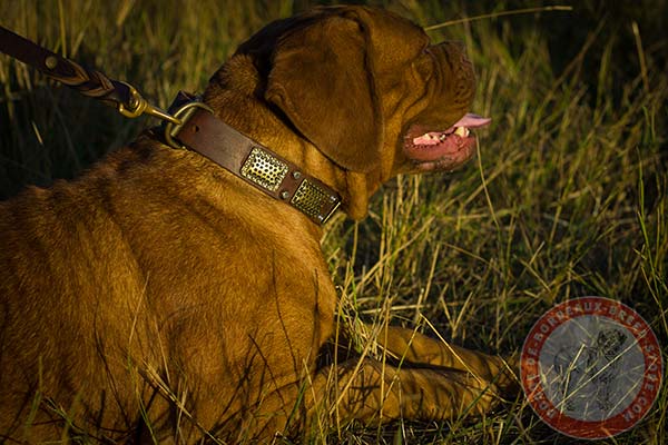 Dogue de Bordeaux brown leather collar with rust-proof fittings for quality control