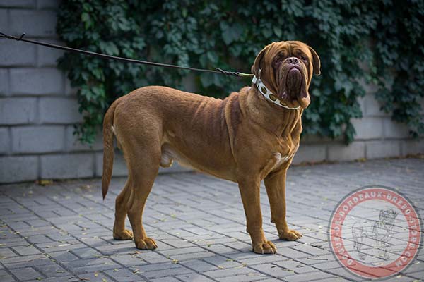 Dogue de Bordeaux white leather collar with rust-resistant hardware for quality control